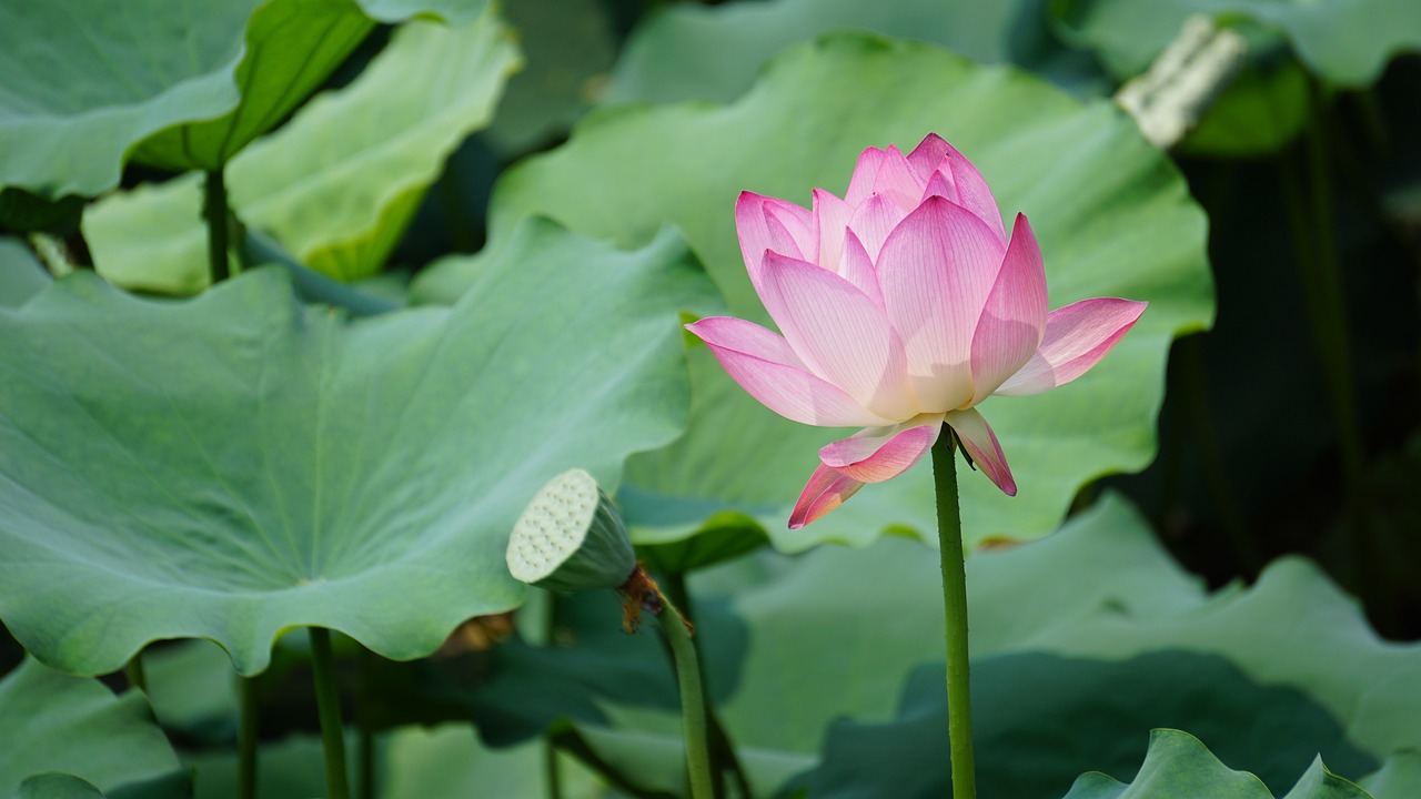 The Impact of Agriculture on Freshwater Ecosystems